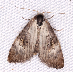 Acatapaustus leucospila