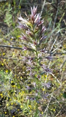 Liatris hesperelegans