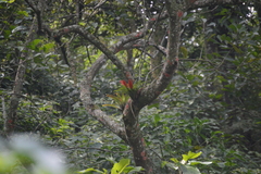 Tillandsia multicaulis