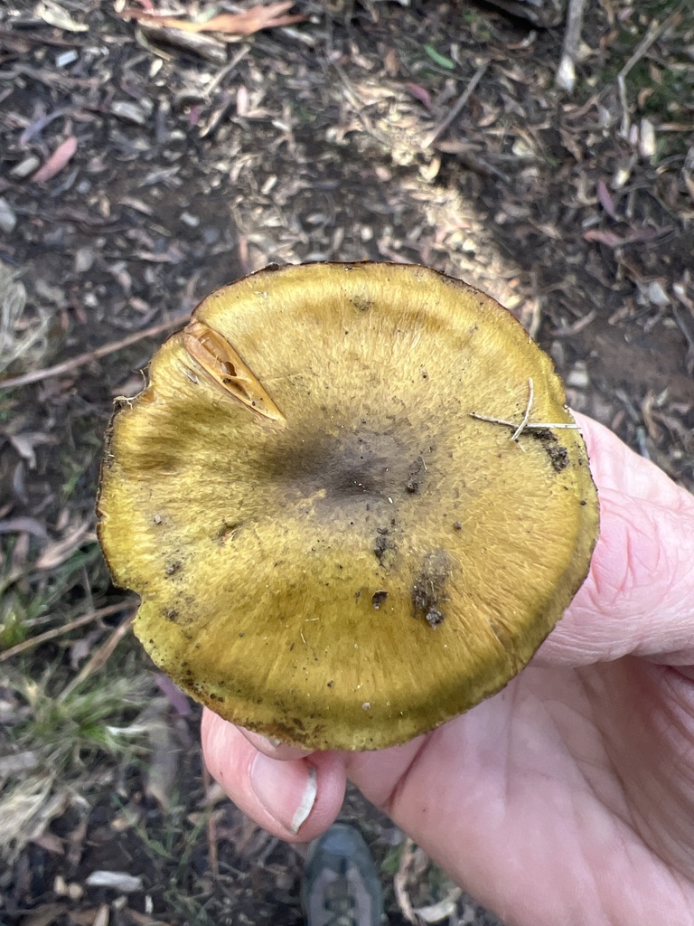 Cortinarius austrovenetus · June 2025 · photo: © elapidwildlife (iNaturalist, cc-by)