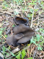 Dissingia leucomelaena