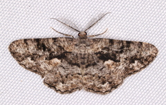 Hypomecis externaria