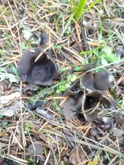 Dissingia leucomelaena