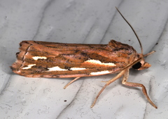 Meyrickella torquesauria