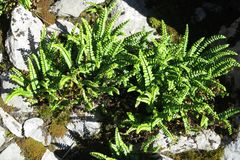 Asplenium trichomanes quadrivalens