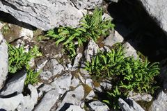 Asplenium trichomanes quadrivalens