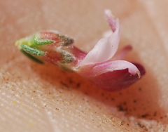 Aspalathus submissa