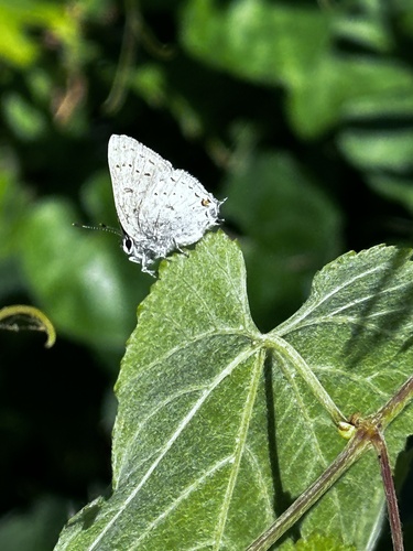 Sylvan Hairstreak photo 6