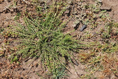 Aspalathus submissa