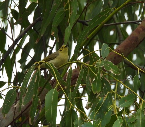 Yellow-tinted Honeyeater (Ptilotula flavescens), photo 10