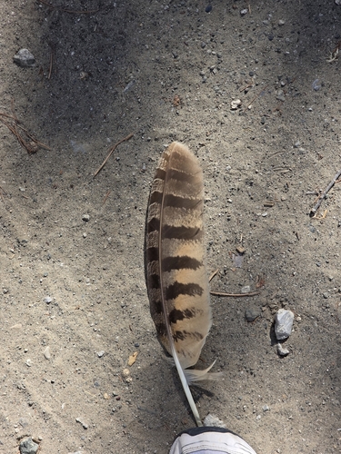 View observation of {o.common_name} on iNaturalist