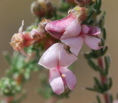 Aspalathus submissa