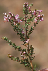 Aspalathus submissa
