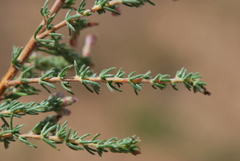 Aspalathus submissa