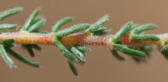 Aspalathus submissa