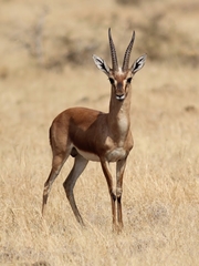 Gazella bennettii