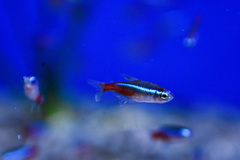 Paracheirodon innesi