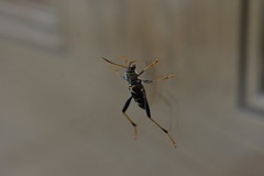 Neoclytus mucronatus