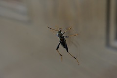 Neoclytus mucronatus