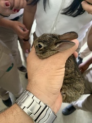 Sylvilagus floridanus