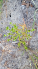 Trichostema setaceum