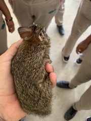 Sylvilagus floridanus