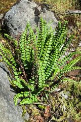Asplenium trichomanes quadrivalens
