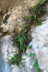 Asplenium trichomanes quadrivalens