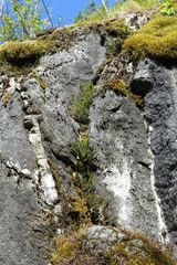 Asplenium trichomanes quadrivalens