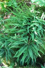Asplenium trichomanes quadrivalens