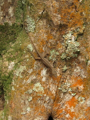 Anolis tolimensis