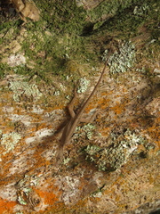 Anolis tolimensis