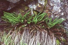 Polystichum imbricans imbricans