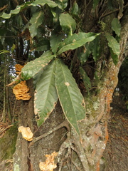 Quercus humboldtii