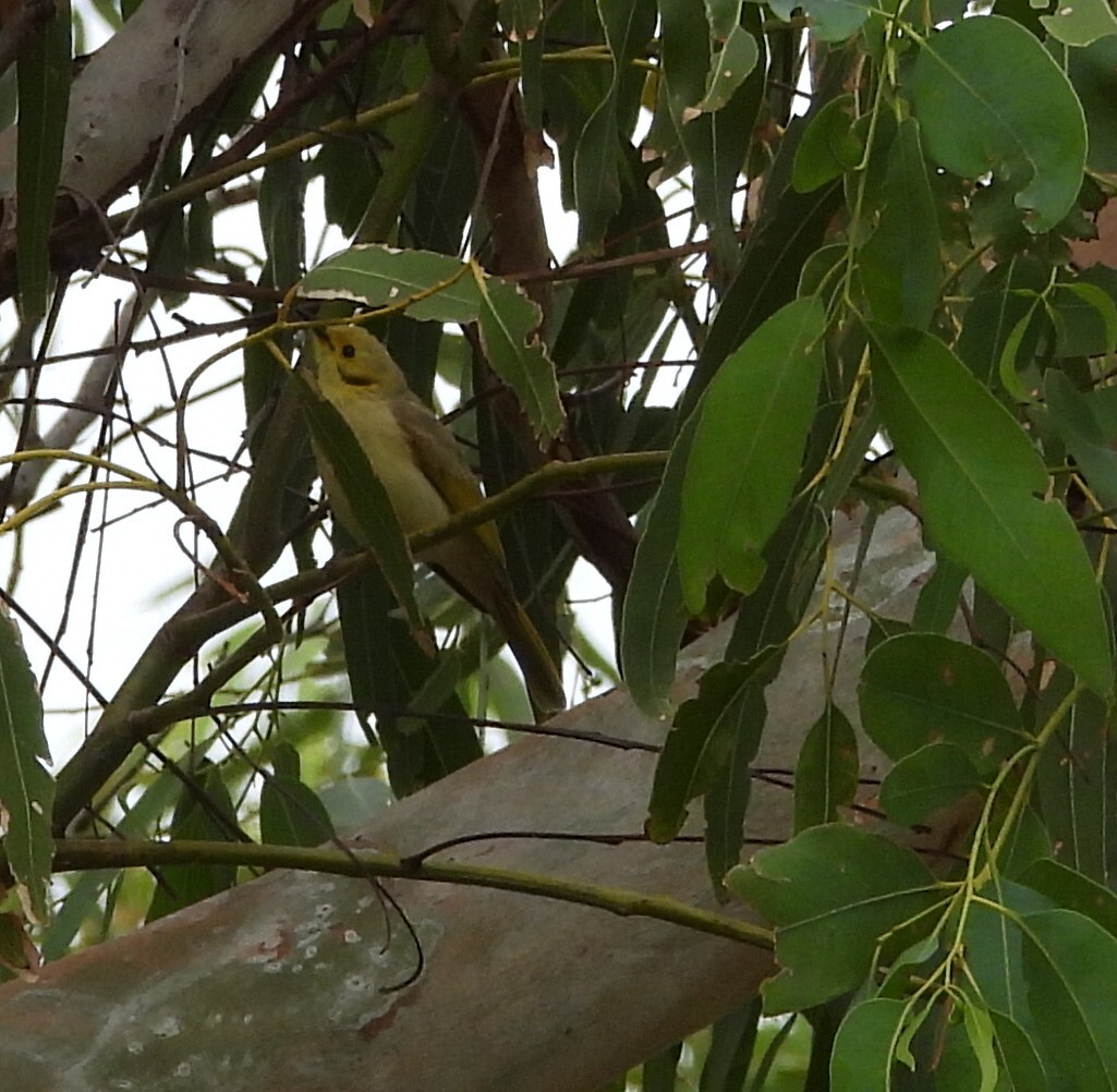 Yellow-tinted Honeyeater (Ptilotula flavescens), photo 5