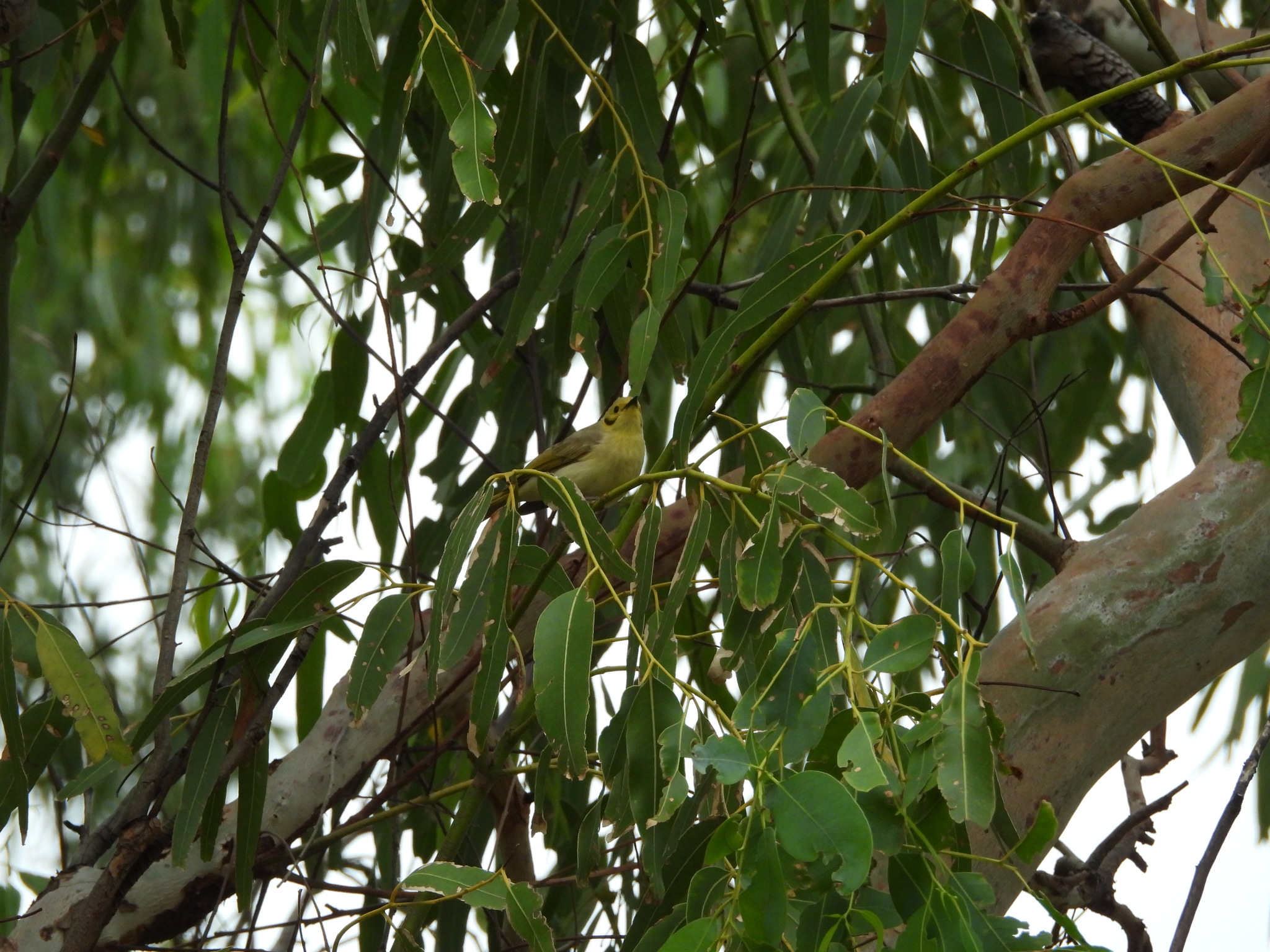 Yellow-tinted Honeyeater (Ptilotula flavescens), photo 6