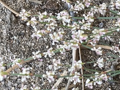 Eriogonum baileyi baileyi