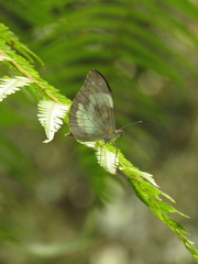 Dismorphiinae