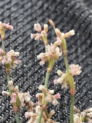Eriogonum baileyi baileyi