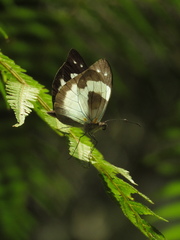 Dismorphiinae