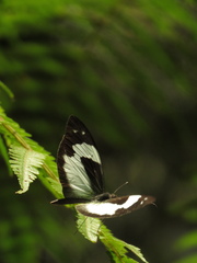 Dismorphiinae