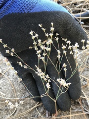 Eriogonum baileyi baileyi