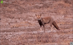 Vulpes vulpes pusilla