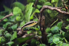 Blackline Penguinfish photo 3