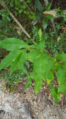 Ditrysinia fruticosa
