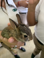 Sylvilagus floridanus