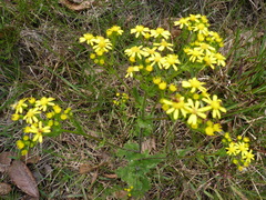 Senecio subcanescens