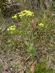 Senecio subcanescens