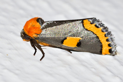 Chrysoecia morga