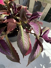 Strobilanthes auriculata dyeriana